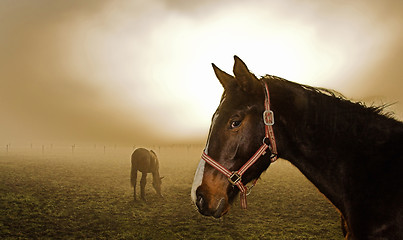 Image showing Horse in the mist