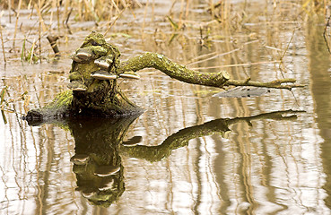 Image showing Fungus in the lake