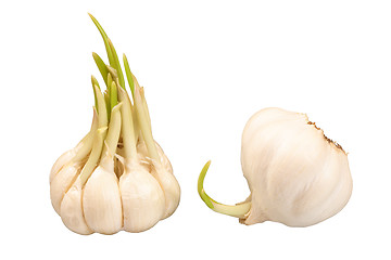 Image showing Two bulbs of sprouting garlic