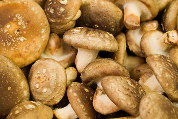 Image showing Shiitake mushrooms
