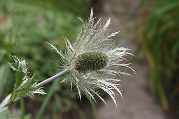 Image showing Silvery flower-head