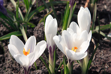 Image showing White crocuses