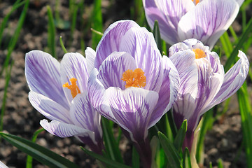 Image showing White and violet crocuses