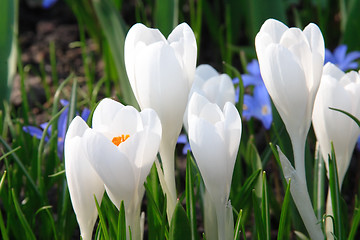 Image showing White crocuses