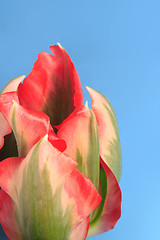 Image showing Close-up of tulip flower against blue background