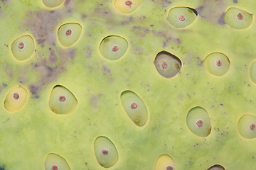 Image showing Lotus fruit surface