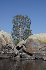 Image showing Pine-tree among granite rocks
