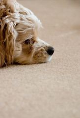 Image showing Relaxing dog