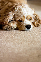 Image showing Sitting and looking cute