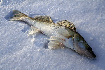 Image showing fish