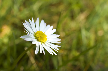 Image showing daisy