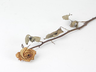 Image showing dry rose