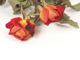 Image showing dry roses