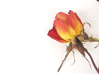 Image showing dry rose