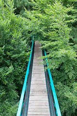 Image showing Green pathway through the trees