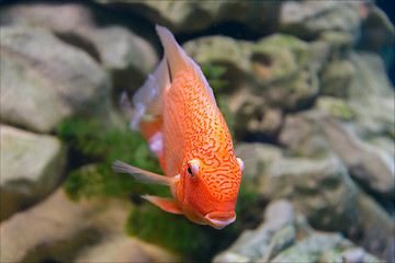 Image showing Fish