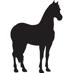 Image showing horse