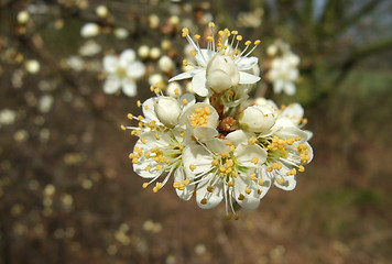 Image showing white blossom