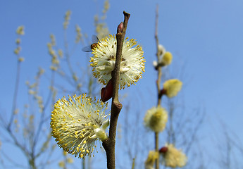 Image showing willow catkins