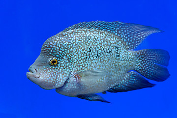 Image showing Fish