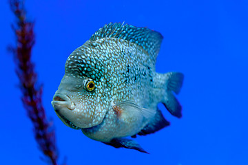 Image showing Fish