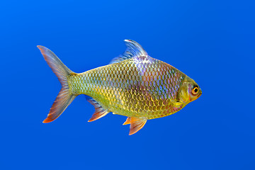 Image showing Fish