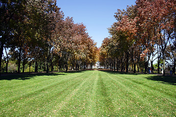 Image showing Trees in a Park