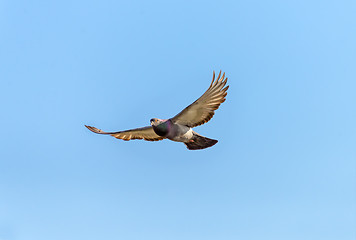 Image showing Pigeon