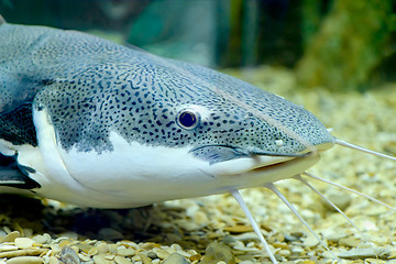 Image showing Sheatfish