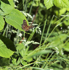 Image showing speckled wood butterfly