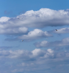 Image showing gulls and sky