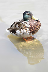 Image showing mallard and reflection