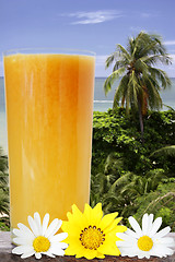 Image showing Tropical Drink View