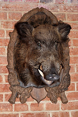 Image showing head of wild boar