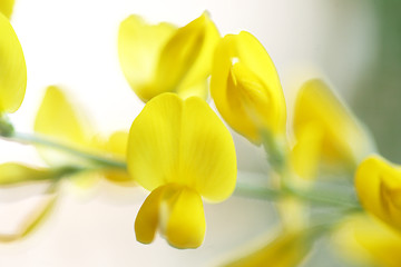 Image showing Yellow flower