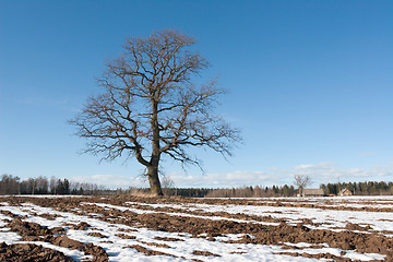 Image showing tree