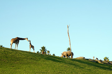 Image showing Giraffes and rhino
