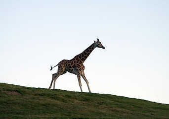 Image showing Running giraffe