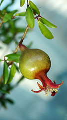 Image showing pomegranate on branch