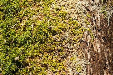 Image showing background old dead tree trunk moss spring 