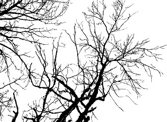 Image showing Tree Silhouette