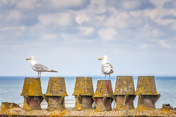 Image showing Two seagulls on the pier