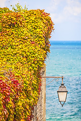 Image showing Wild vines leaves on a wall with a lamp