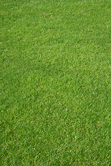 Image showing Golf grass