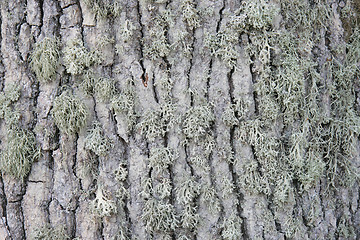 Image showing bark texture