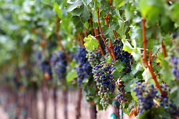 Image showing Grapes In The Vineyard