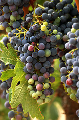 Image showing Vineyard Grape Cluster