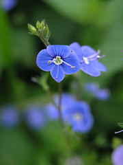 Image showing blue flower