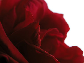 Image showing red rose petals
