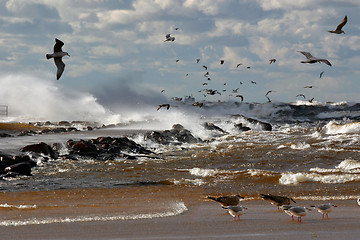 Image showing birds over the sea